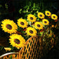 🌻 BUY 2 GET 1 FREE! ☀️ Sunflower Solar Lights – Glowing Petals, Auto On/Off & Perfect for Garden & Pathway Decor 🌙