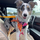 🏆 Last Day Special Price £7.99 ! 🔥Buy more save more🎁2-in-1 Dog Car Seat Belt & Walking Leash