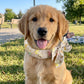 ⏳LAST DAY SALE ONLY ￡6.99!!🎀 Cooling Collar – Summer Relief for Dogs & Cats 🌞❄️  Vet-Safe • Reusable • No Freezer Needed • Made for British Heatwaves!