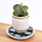 💥Root-Saving Pot Riser – elevates planters, promotes airflow, keeps floors clean – for indoor & outdoor use. 🔥🏠